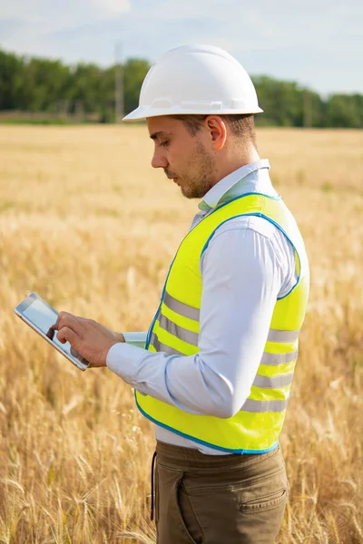 an engineer with a tablet in his hands stands in the middle of a green field, an agronomist in a field with wheat checks the harvest, smart farm, farming activities, eco products.