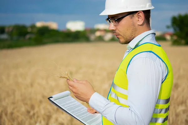 Agro engineer at the field inspection, the farmer stands in a wheat field with a folder in his hands and checks the harvest, the engineer stands in a field with wheat, an agronomist in the field