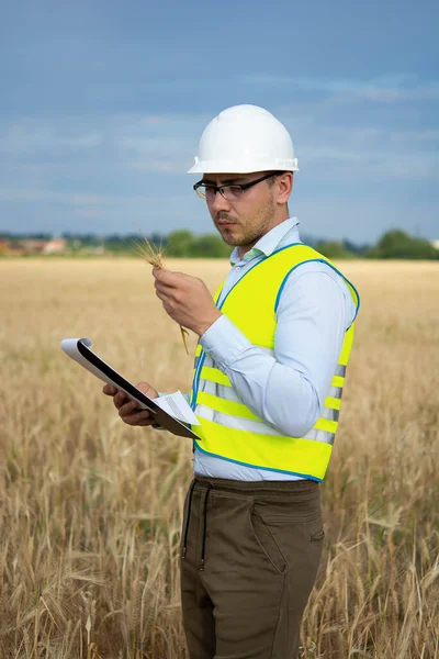 Agro engineer at the field inspection, the farmer stands in a wheat field with a folder in his hands and checks the harvest, the engineer stands in a field with wheat, an agronomist in the field