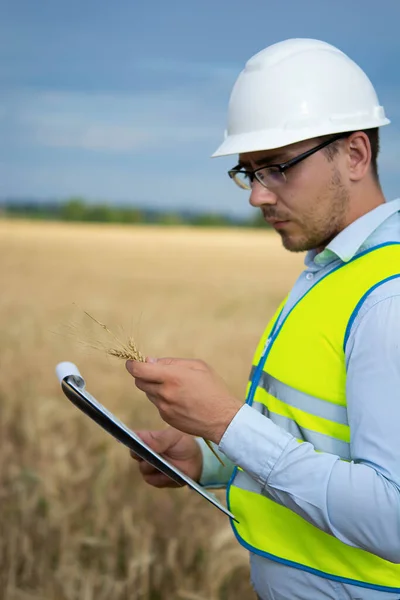 Agro engineer at the field inspection, the farmer stands in a wheat field with a folder in his hands and checks the harvest, the engineer stands in a field with wheat, an agronomist in the field