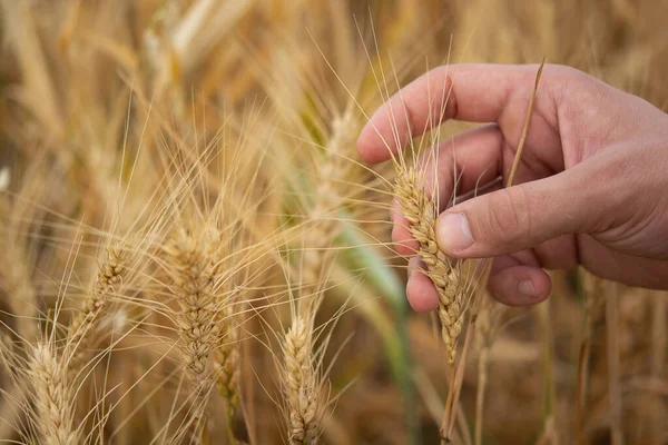 Macro photo of a hand holding ears of wheat, wheat macro, yellow ears of wheat, the concept of a rich harvest, wheat and a man\'s hand