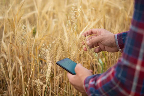 A farmer is holding a phone and wheat in his hands, Agronomist is using online data management software, creating yield maps in a wheat field