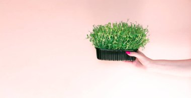 Hands holding micro arugula greens on a pink background with space for text. Delivery of healthy food. diet, vegetarianism.