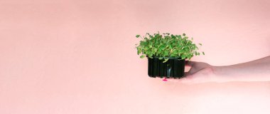 Hands holding micro arugula greens on a pink background with space for text. Delivery of healthy food. diet, vegetarianism.