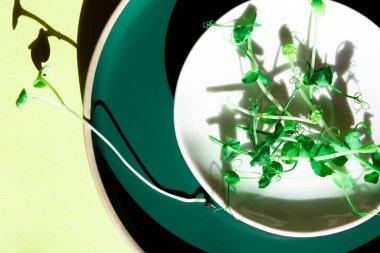Sprouts on a gray plate on a light background. Microgreen (sunflower, radish, peas, wheat, alfalfa), antioxidant, detox, diet, salad supplement. Vegan, healthy eating. Copy space, top view.