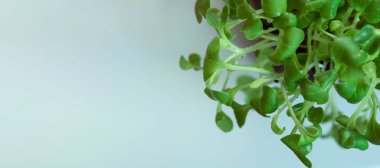 Microgreens sprouts isolated on white background. Vegan micro sunflower greens shoots. Growing sprouted sunflower seeds, microgreens closeup, minimal design, banner