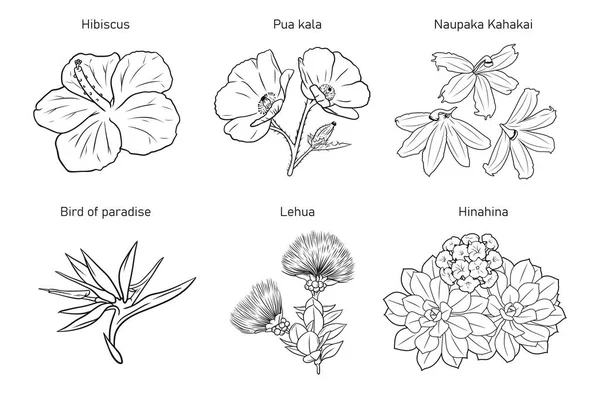 Verschiedene Hawaiianische Blumen Schwarz Weißer Handgezeichneter Illustration — Stockvektor