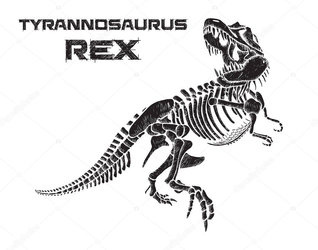 Tyrannosaurus rex skeleton hand drawn vector illustration on white background