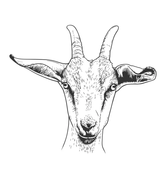 Goat Head Portrait Hand Drawn Vector Line Art Illustration — Stock Vector