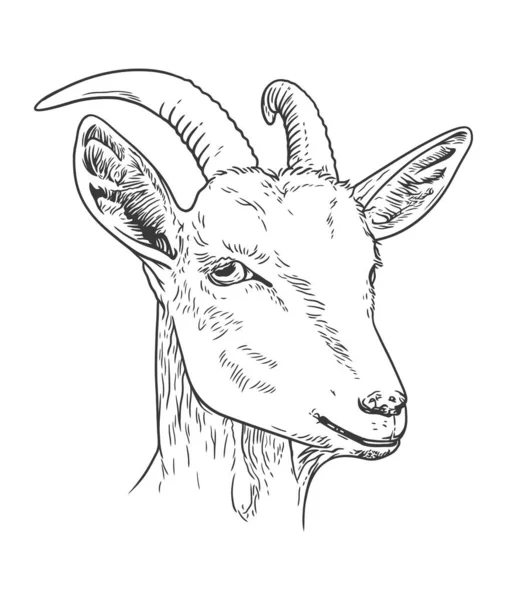Goat Head Hand Drawn Vector Line Art Illustration — Stock Vector