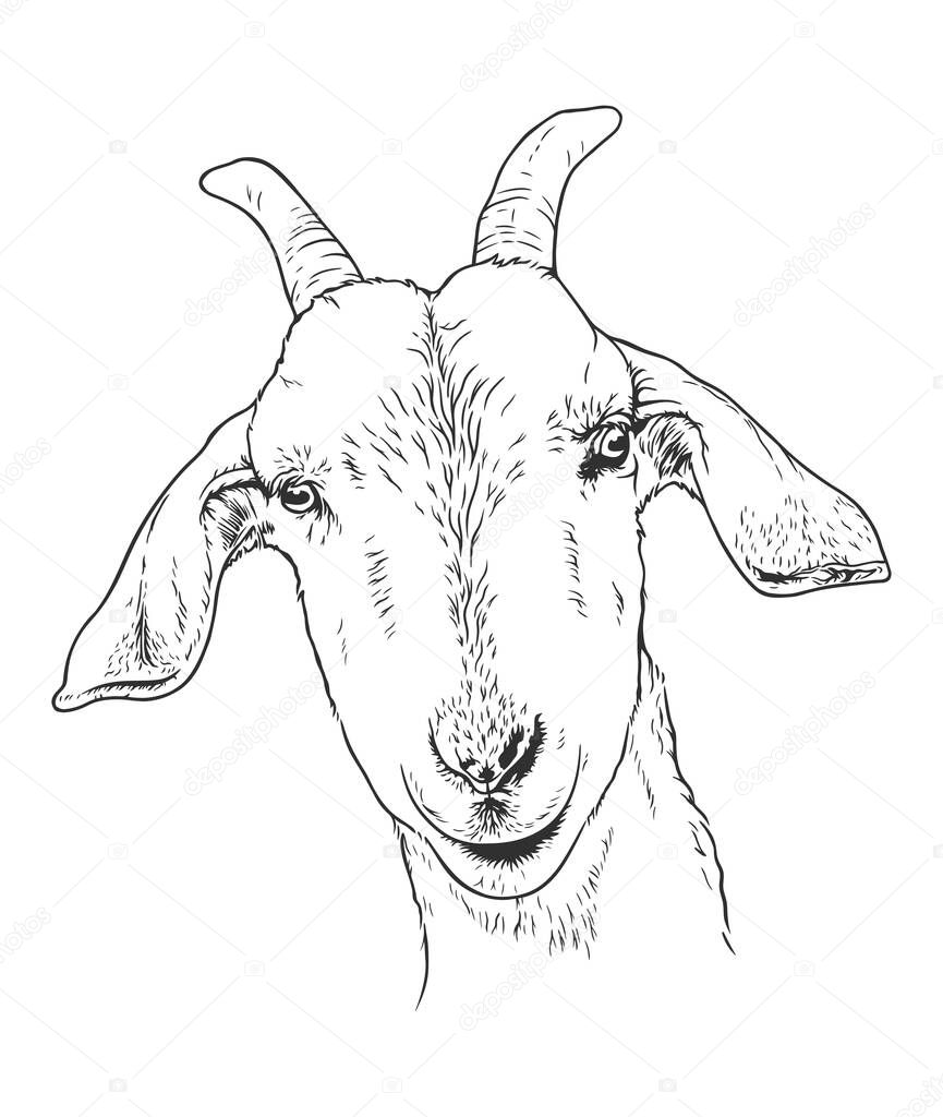 Goat head shot hand-drawn vector line art illustration