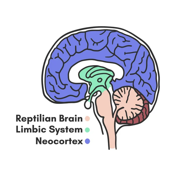 Partes Del Esquema Educativo Del Cerebro Ilustración Vectorial Sobre Fondo — Vector de stock