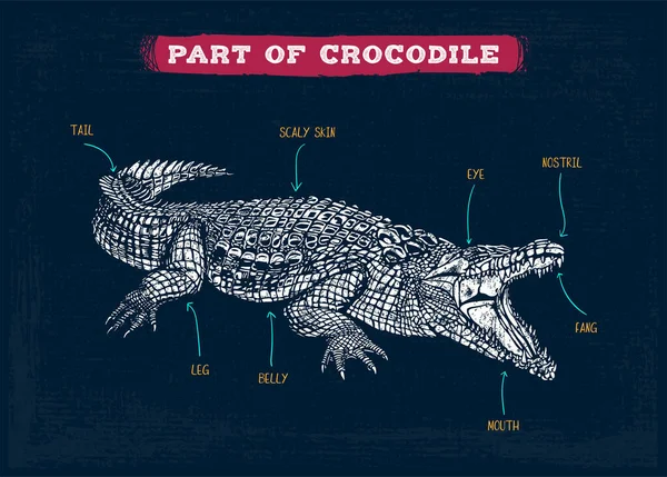 Vocabulario Cocodrilo Parte Ilustración Del Vector Corporal — Archivo Imágenes Vectoriales