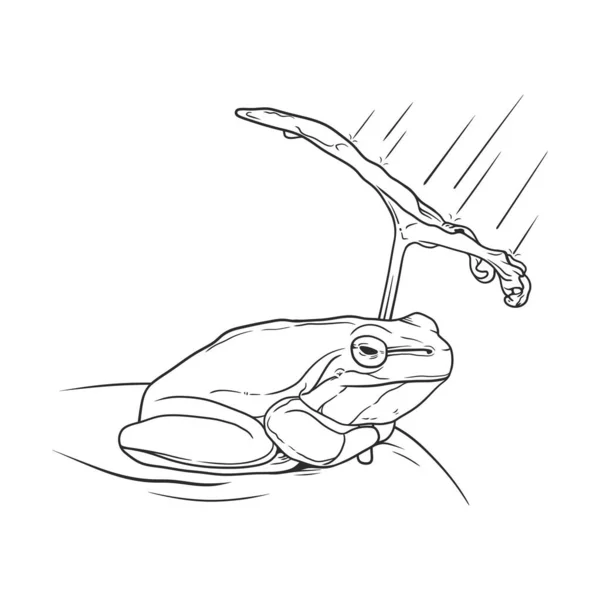 Frosch Schützt Sich Mit Laub Vor Regen — Stockvektor