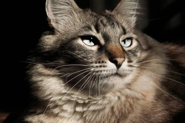 Büyük çizgili bir kedinin portresi..