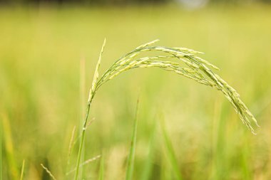 Pirinç tarlası arkaplanlı pirinci kapat.