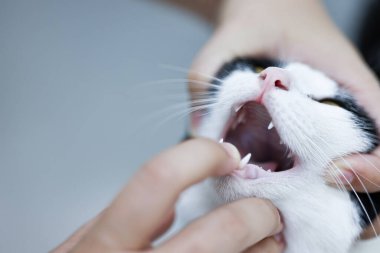 Klinikte kediyi muayene eden kadın veteriner. Hayvan sağlığı kontrolü