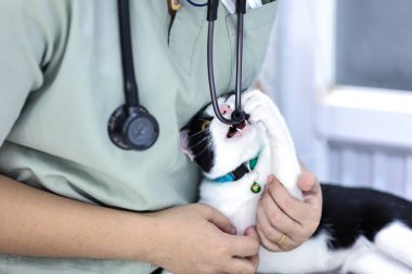 Klinikte kediyi muayene eden kadın veteriner. Hayvan sağlığı kontrolü