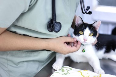Klinikte kediyi muayene eden kadın veteriner. Hayvan sağlığı kontrolü