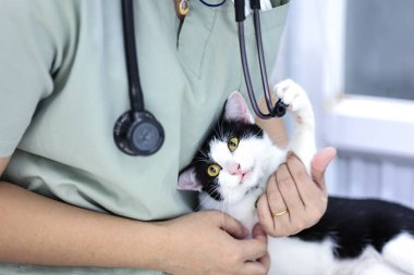 Klinikte kediyi muayene eden kadın veteriner. Hayvan sağlığı kontrolü