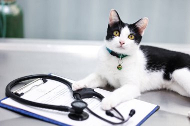 Klinikte kediyi muayene eden kadın veteriner. Hayvan sağlığı kontrolü