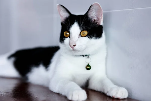 Retrato Hermoso Gato Doméstico Cerca — Foto de Stock