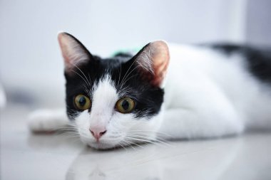 Güzel bir evcil kedinin portresi. Yakından..