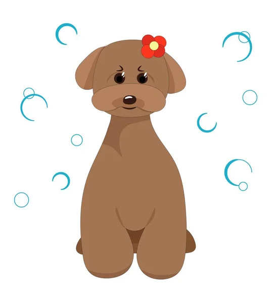 Sabun köpüğünün arka planında sevimli bir köpek. Köpeğin kafasında fiyonk var.