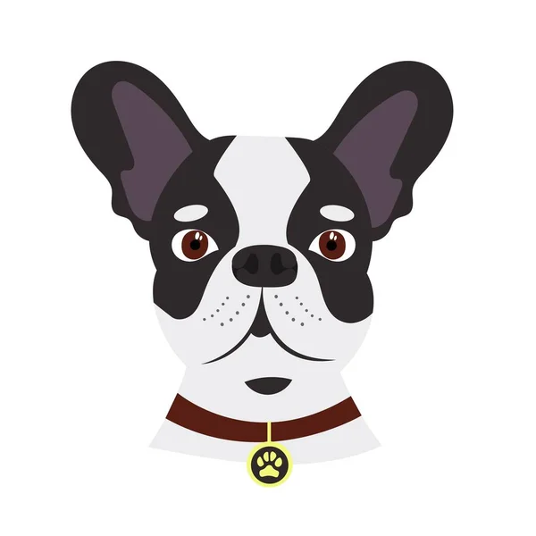 Fransız Bulldog. Tasması ve madalyonu olan köpek. Vektör illüstrasyonu