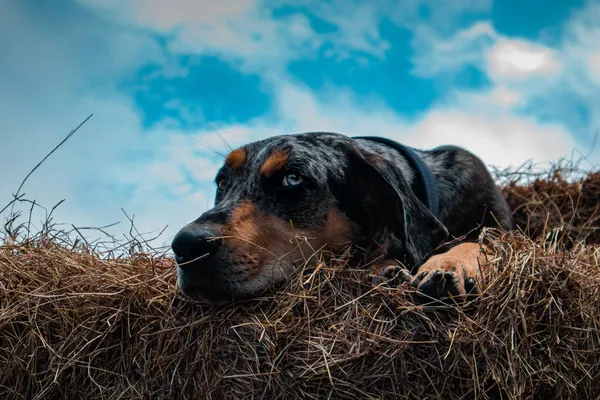 Catahoula Leopard Chien Gros Plan — Photo