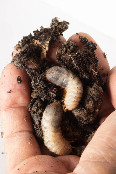 Крупный план руки фермера, держащего две личинки розы чефер посередине гумуса. Безобидный жук, живущий в почве