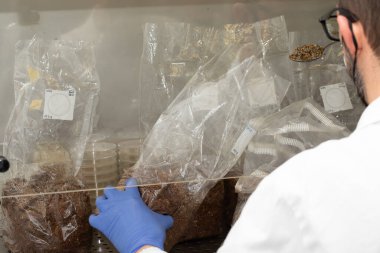 Depodaki bilim adamları test için kaşık dolusu yaprakla örnek alıyorlar.