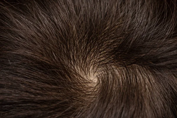Makro Brunetka Kobieta Głowa Głowy Pokazać Zdrowe Naturalne Brązowe Włosy — Zdjęcie stockowe