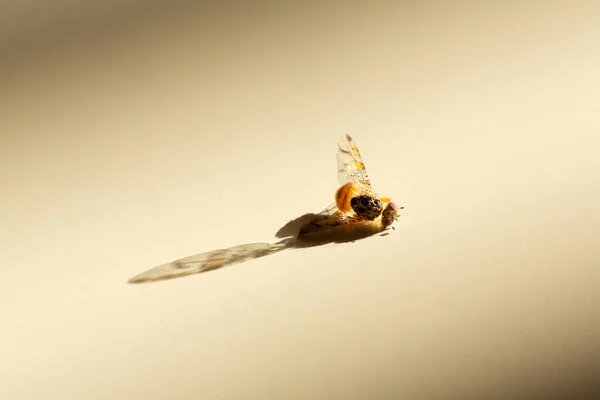 Tutup Sisi Tampilan Mati Lalat Berbaring Atas Permukaan Meja Putih — Stok Foto