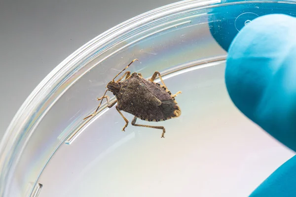 Macro Brown Marmorated Stink Bug Halyomorpha Halys Una Placa Petri — Foto de Stock