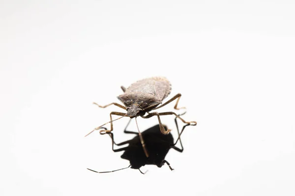 Макро Brown Marmorated Stink Bug Halyomorpha Halys Выделен Белом Фоне — стоковое фото