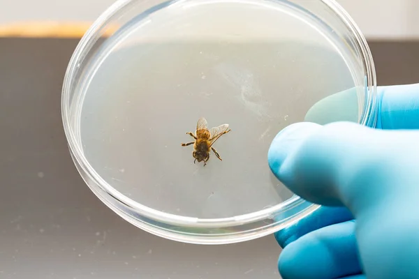 Macro Van Een Honingbij Een Petrischaal Het Biologielaboratorium Blauwe Handschoen — Stockfoto