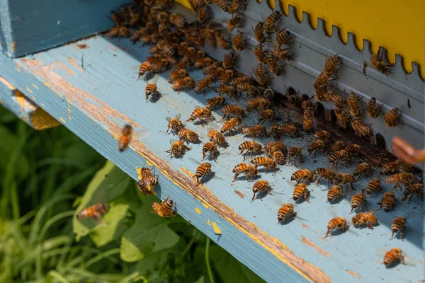 Прибытие Арнии Пчелами Производства Меди Устойчивое Размножение Способствующее Опылению Растений — стоковое фото