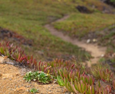San Francisco, Kaliforniya 'da Lands End County Park, Amerika Birleşik Devletleri, Batı Sahili, sisli yaz sabahı. Güzel kıyı manzarası