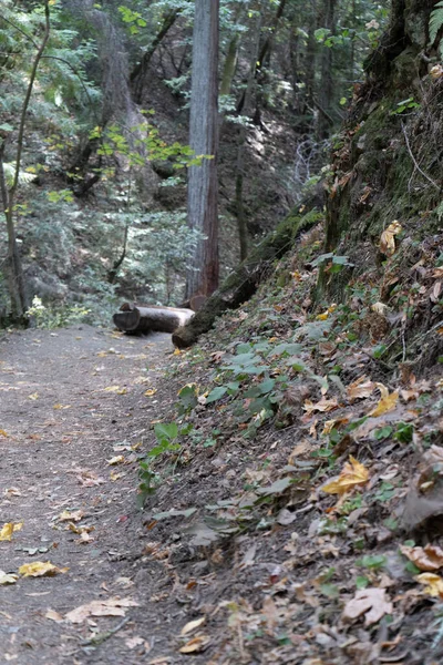 Sanborn County Park Saratoga California San Jose West Coast Sunny — Stock Photo, Image