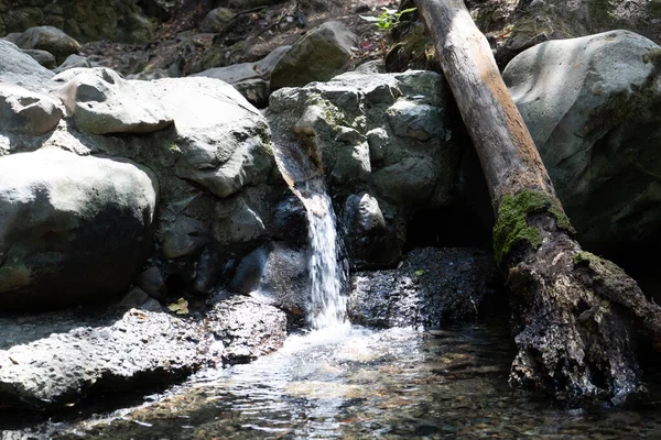 Sanborn county park in Saratoga California, near San Jose, west coast, sunny summer day, hot in the forest