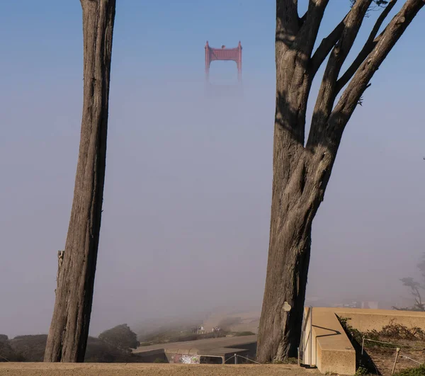 Godfrey Bataryası Nın Park Yerinden Golden Gate Brige Cypress Ağaçlarının — Stok fotoğraf
