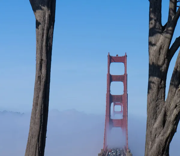 Widok Most Golden Gate Drzewa Cypress Parkingu Battery Godfrey — Zdjęcie stockowe