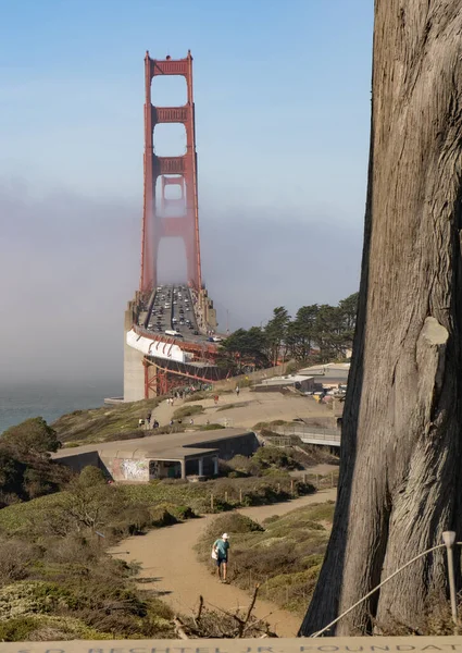 Godfrey Bataryası Nın Park Yerinden Golden Gate Brige Cypress Ağaçlarının — Stok fotoğraf