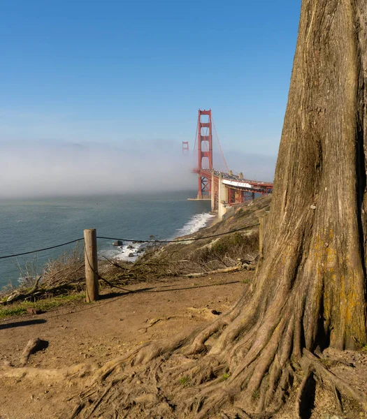 Uitzicht Golden Gate Brige Cipressen Van Battery Godfrey Parking — Stockfoto