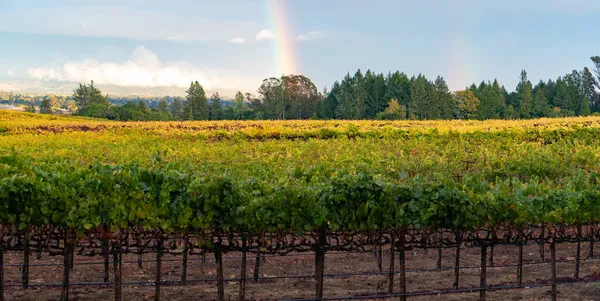 Vista Del Vigneto California Stagione Autunnale — Foto Stock