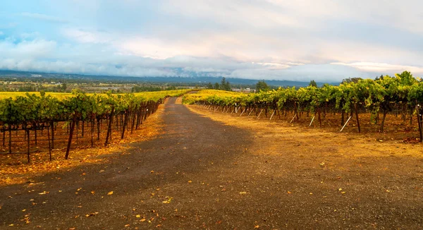 Вид Виноградник Каліфорнії Осінній Сезон — стокове фото