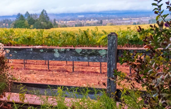 Pemandangan Kebun Anggur Musim Gugur California — Stok Foto