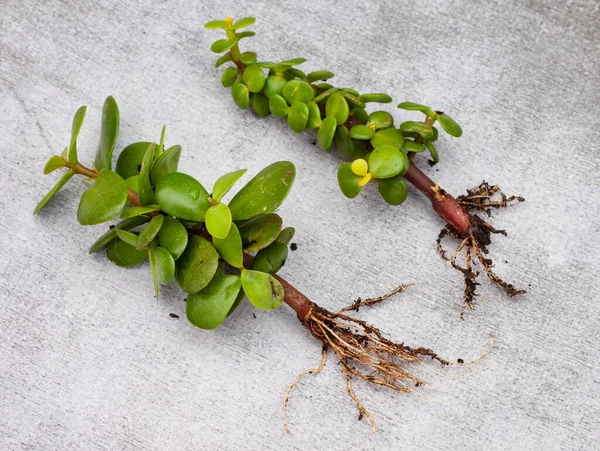 Spekboom Portulacaria Afra Uma Planta Suculenta Sul Africana Que Enraíza — Fotografia de Stock