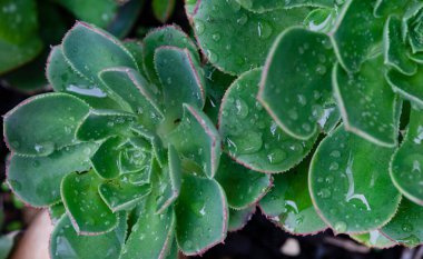 Succulent bitki Aeonium üzerine su damlacıkları